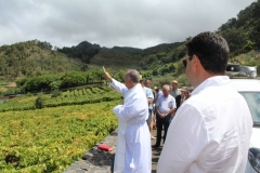 Celebracion vendimia y bendicion vinedos 2015