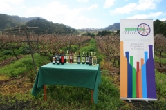 Las madres del vino II