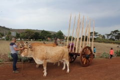 vendimiaesperanza11
