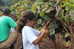 vendimiaesperanza15