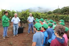 Vendimia de la esperanza 2015