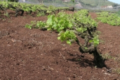 Viñedos